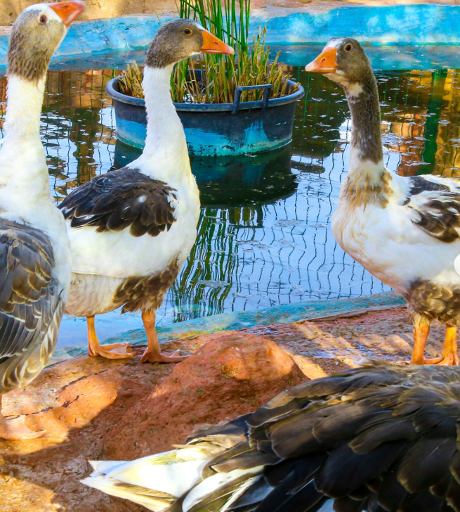 Geese beside a pond in the grounds